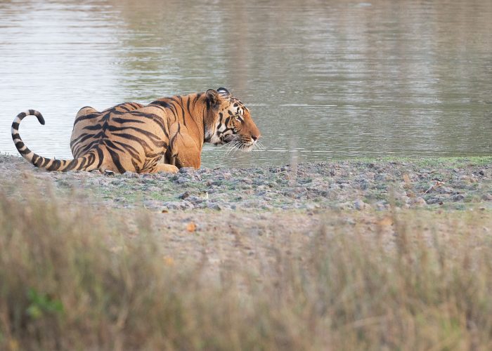 Indien tiger individuel rejse