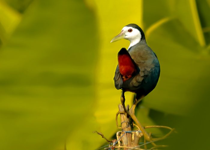 poetiske kerala