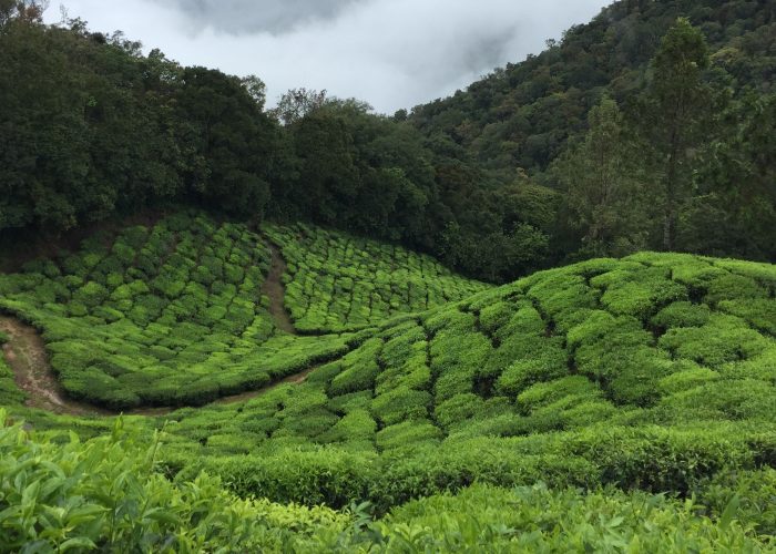 Kerala munnar India