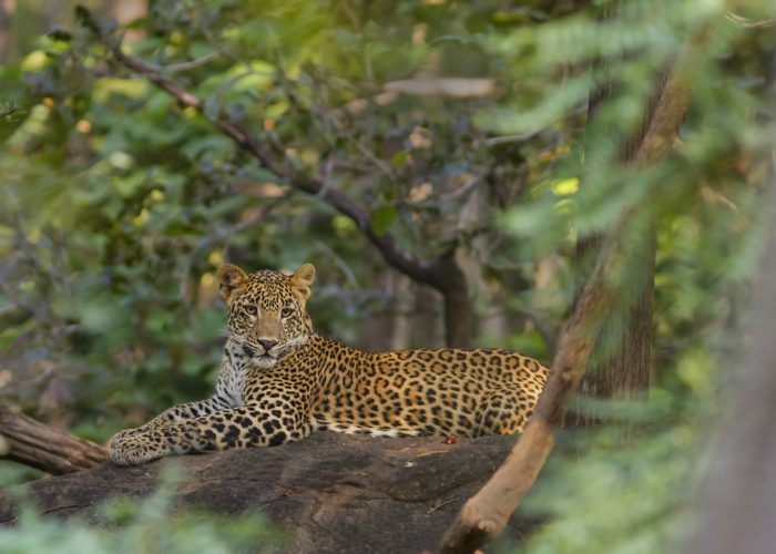 midtindiens hemmeligheder